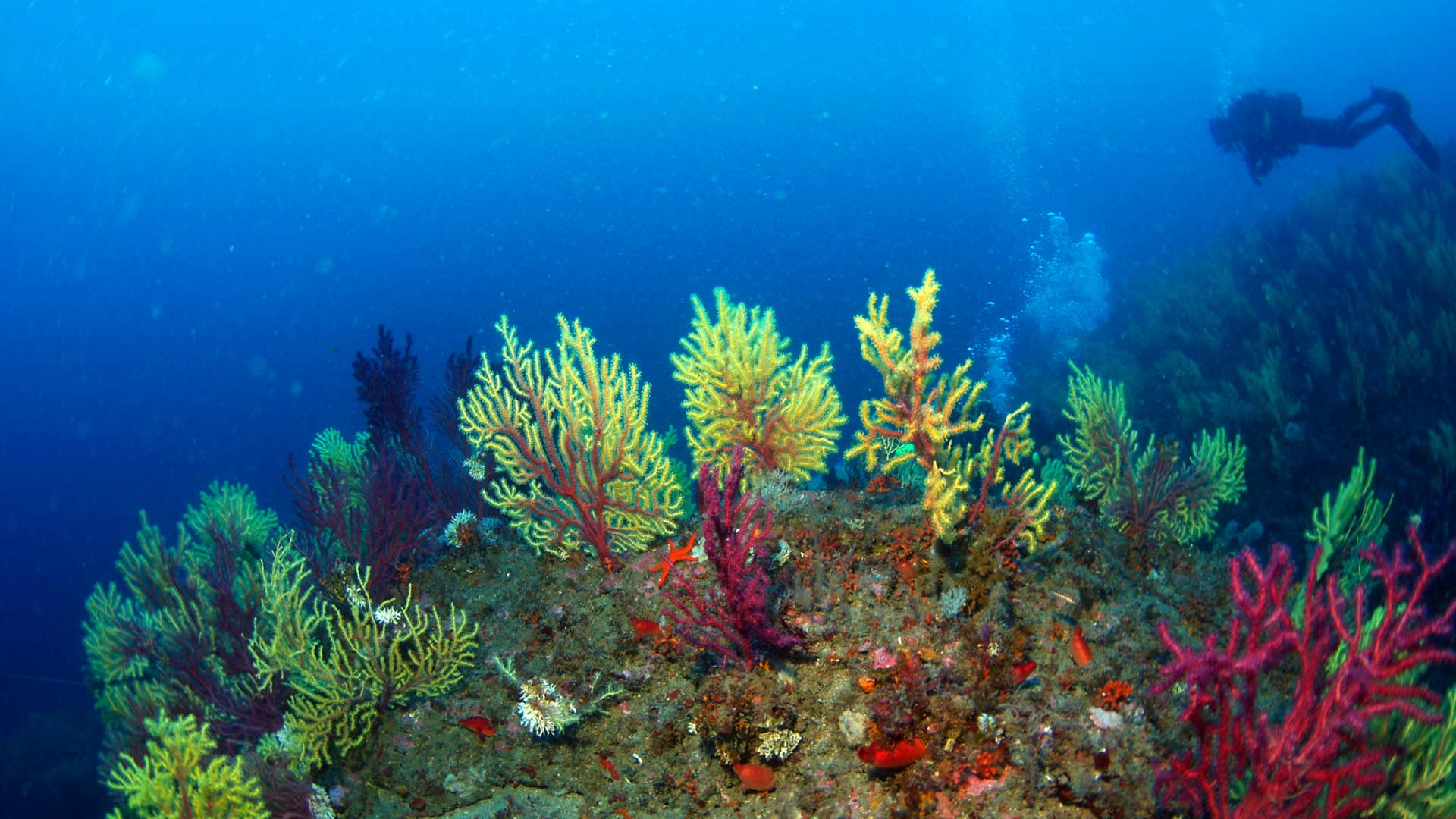 The depths of Isola Bella