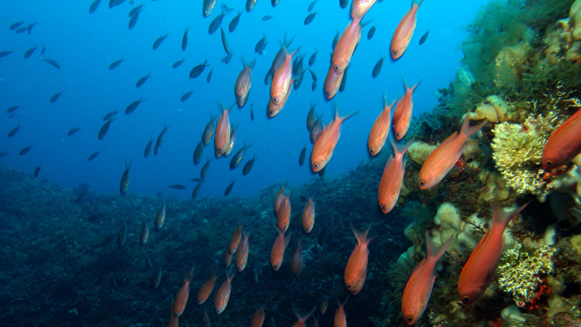 Anthias anthias
