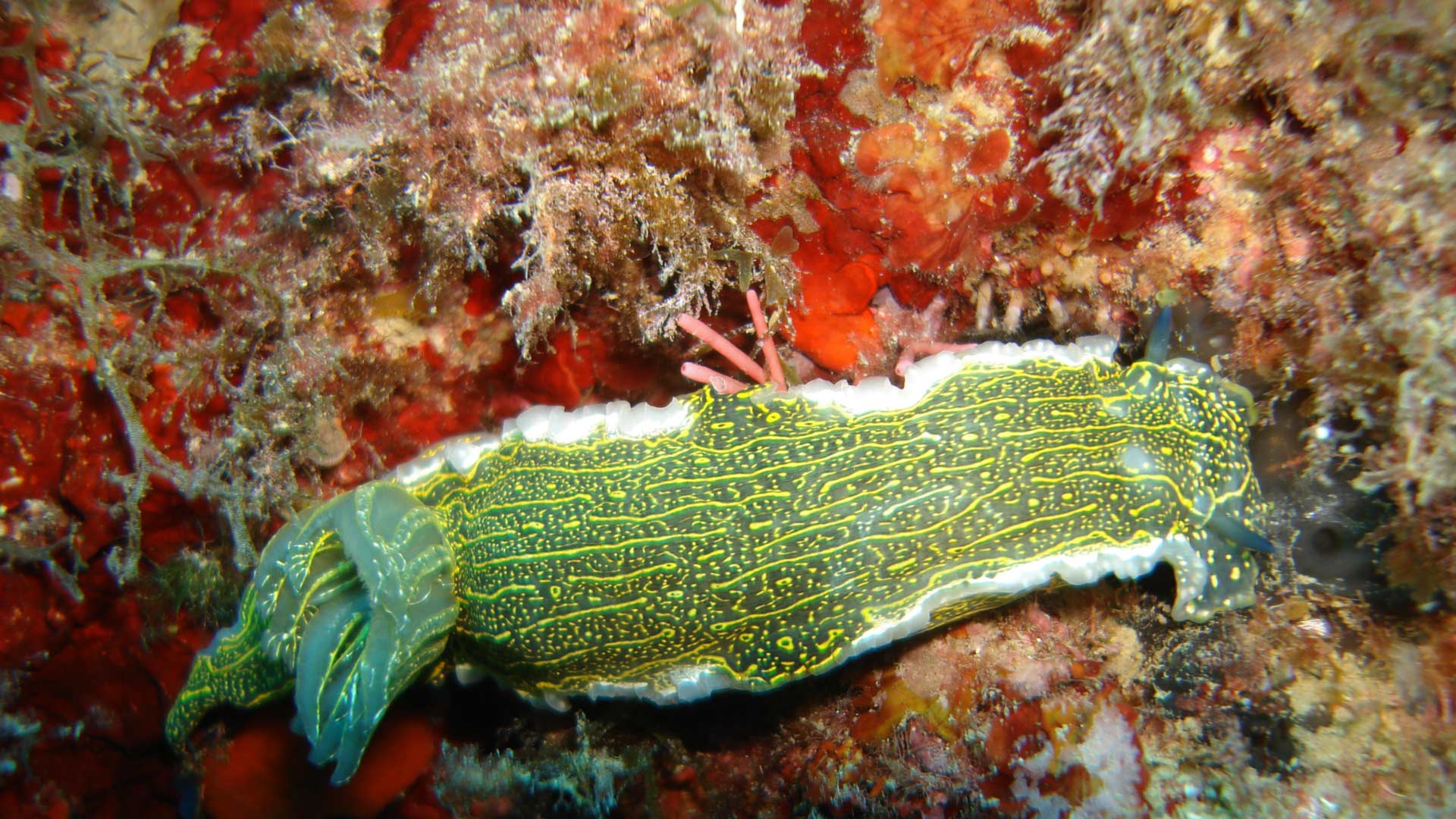 Uno splendido nudibranco a spasso di notte