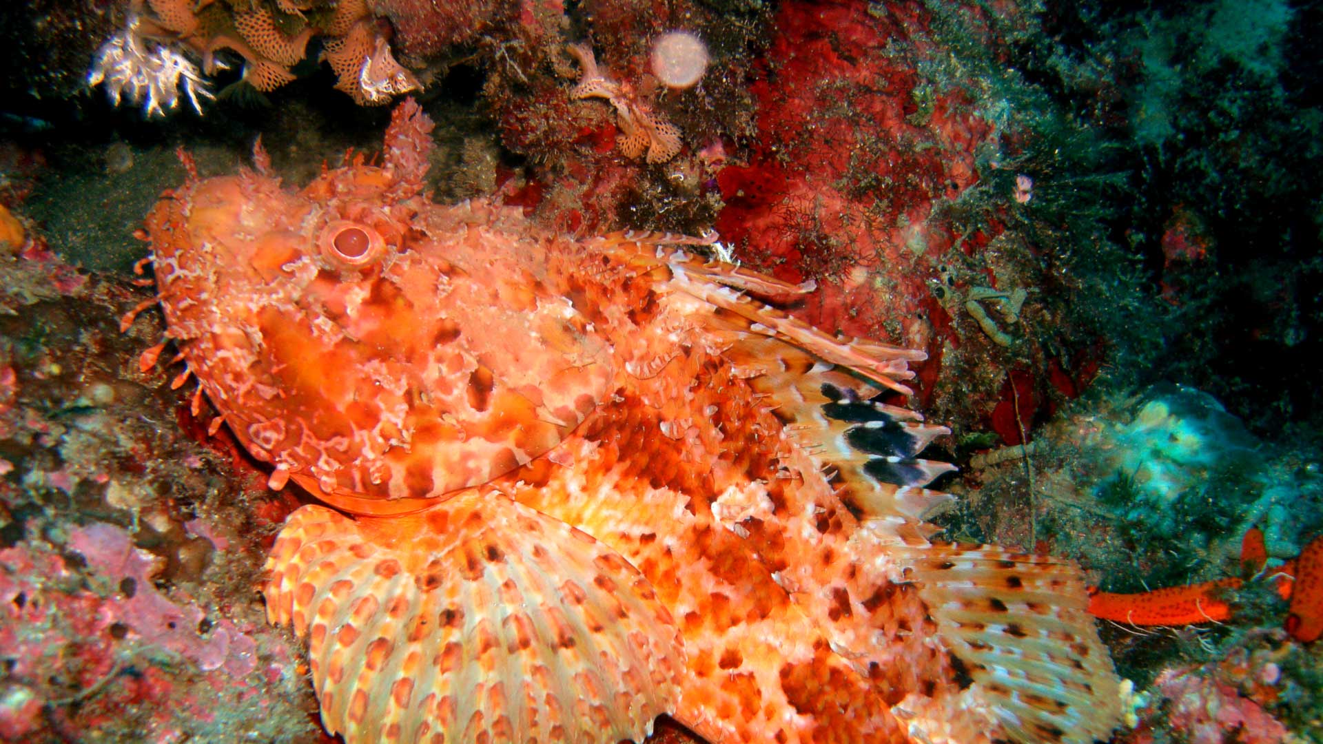 Cipolla rossa o Cappone