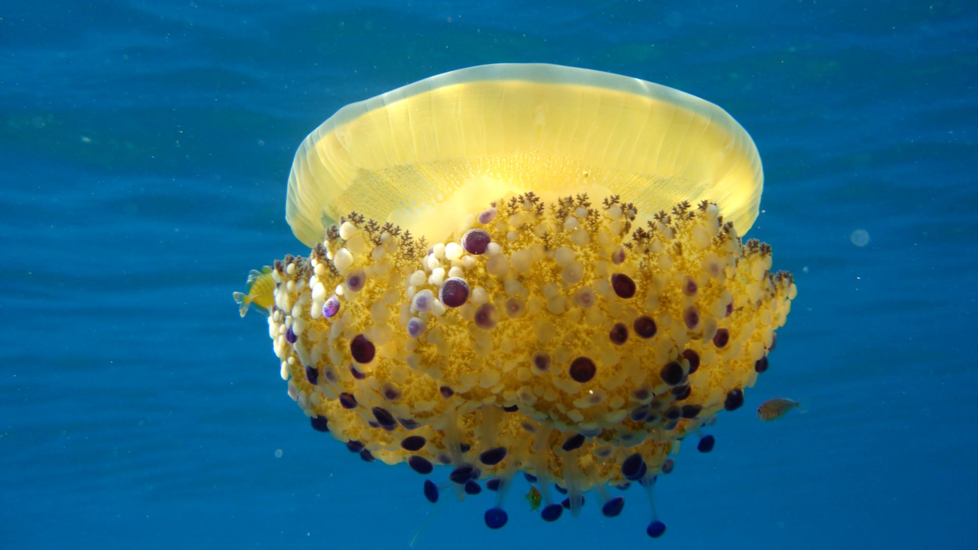 Una splendida medusa nel mare d’agosto